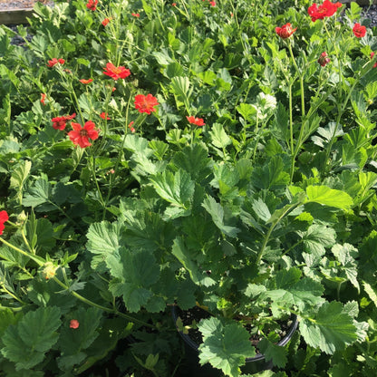 Geum x Mrs. J Bradshaw 1G