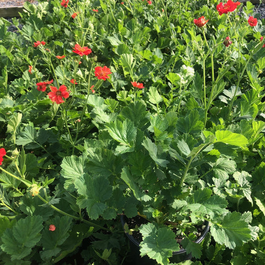 Geum x Mrs. J Bradshaw 1G