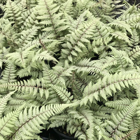 Ghost Fern 1Q