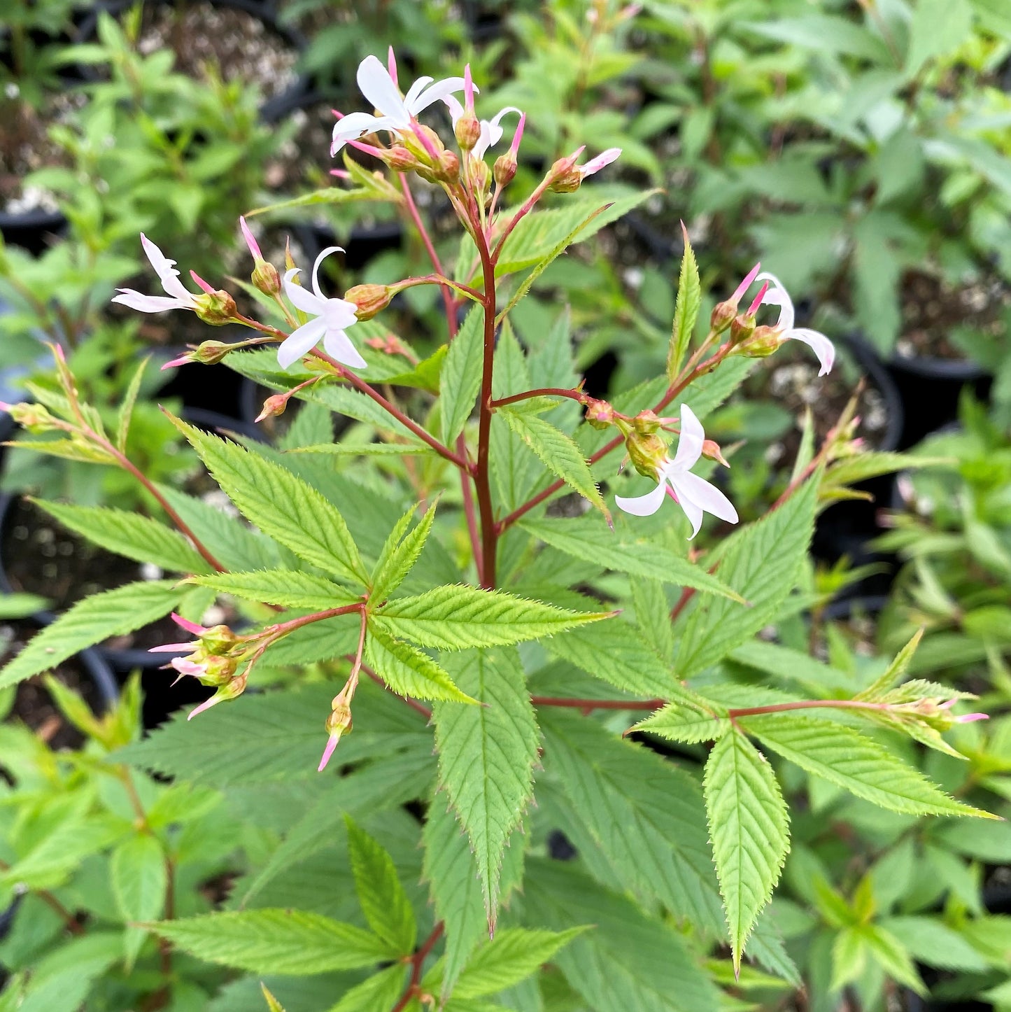 Gillenia trifoliata 1G (Bowman's Root)