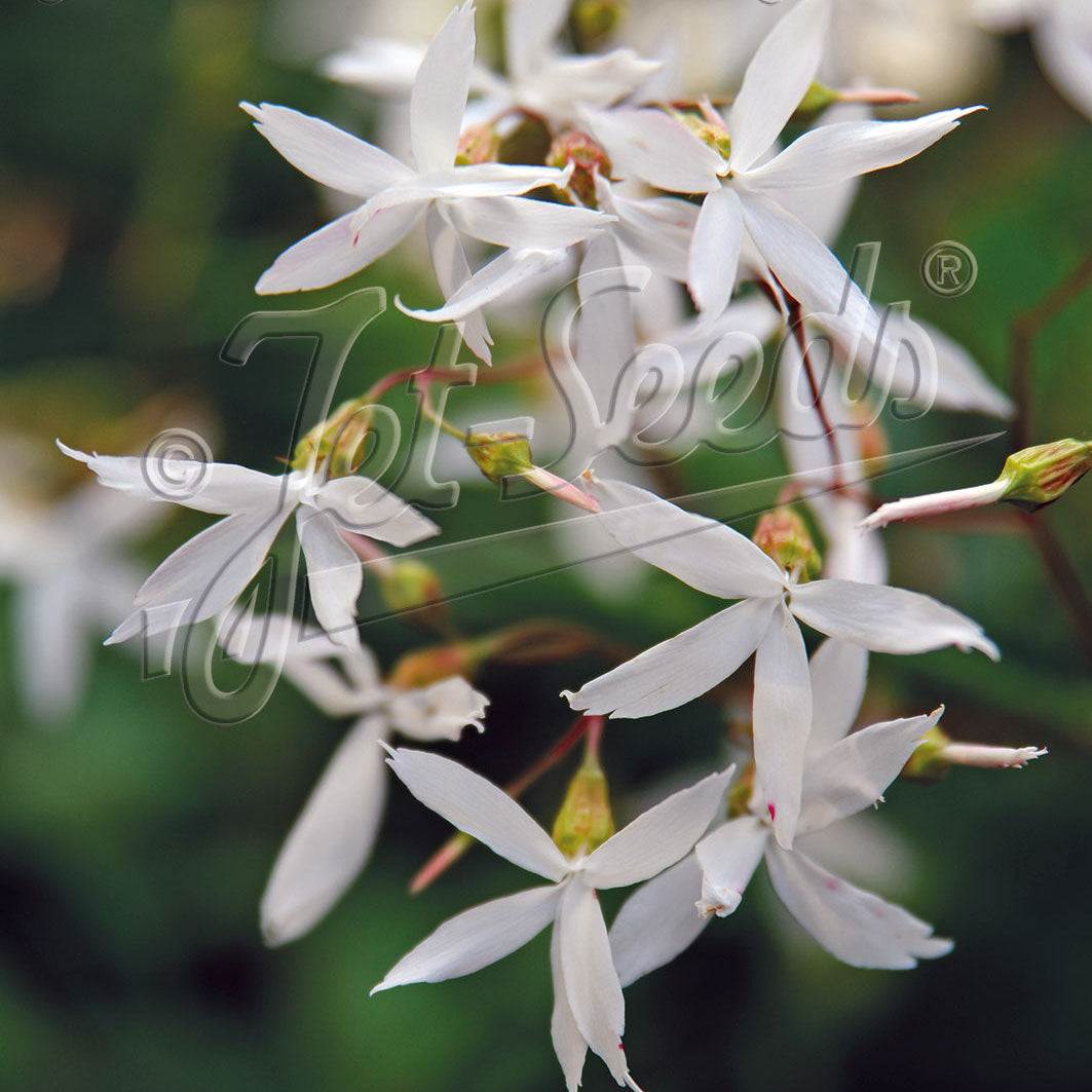 Gillenia trifoliata 1G