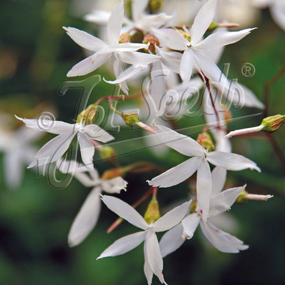 Gillenia trifoliata 1G