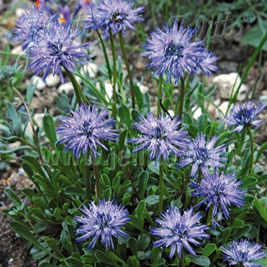 Globularia cordifolia 3.25"