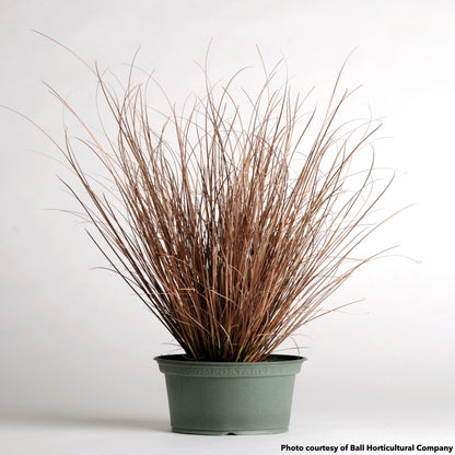 Carex buchananii Red Rooster 3.25"