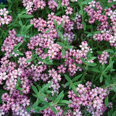 Gypsophila repens 'Filou Rose' 1Q (Baby's Breath)