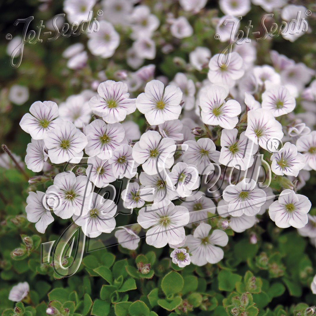 Gypsophila cerastoides Pixie Splash 1Q