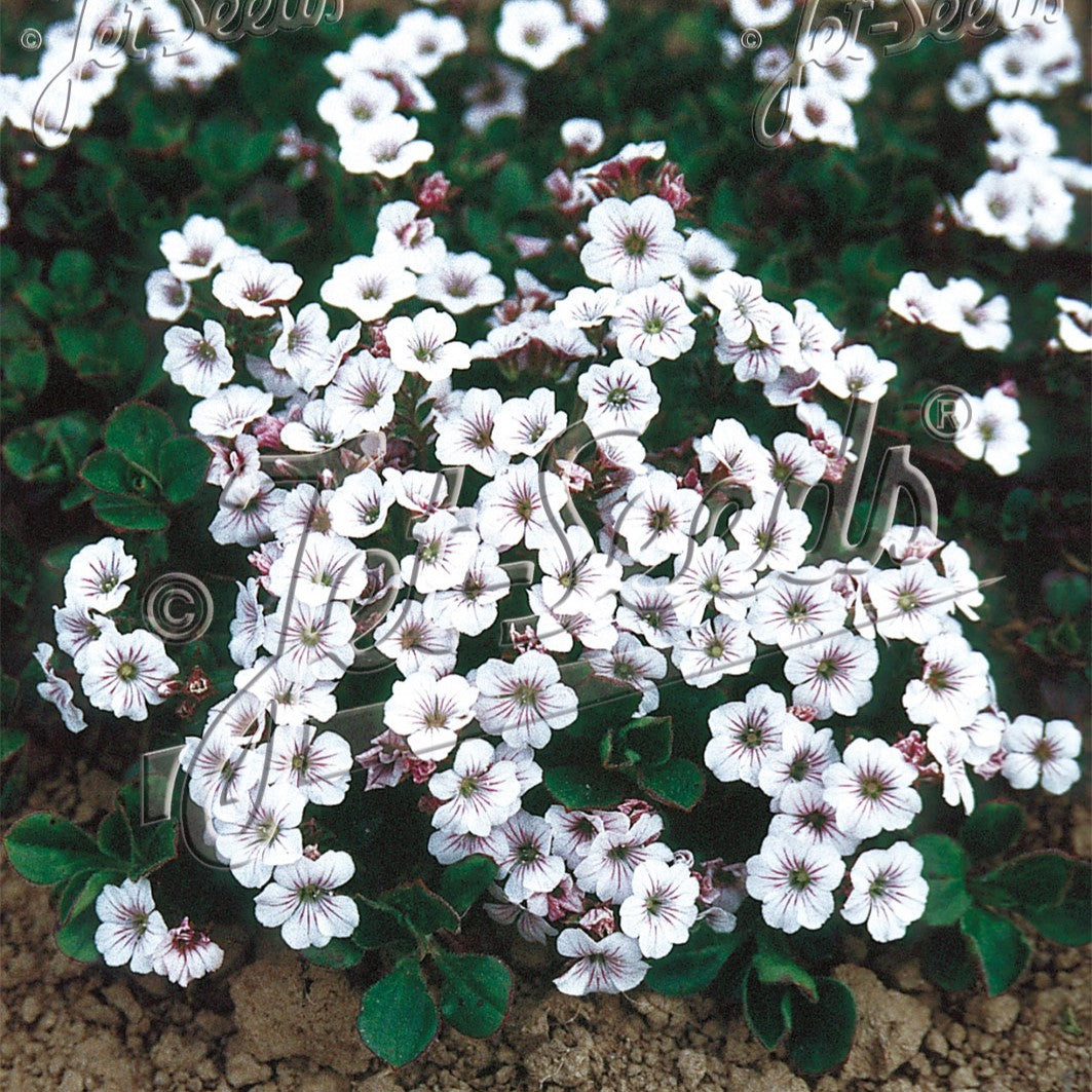 Gypsophila cerastoides Pixie Splash 1Q