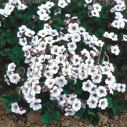 Gypsophila cerastoides Pixie Splash 1Q