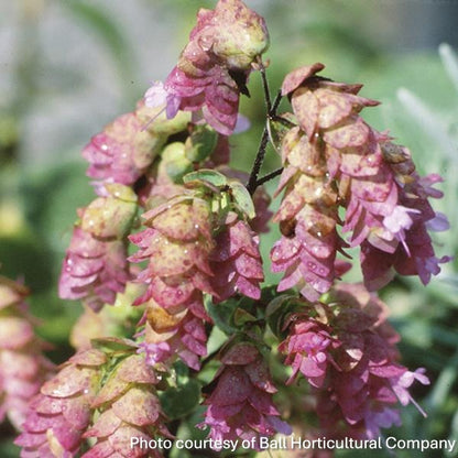 Origanum x Kent Beauty 3.25"