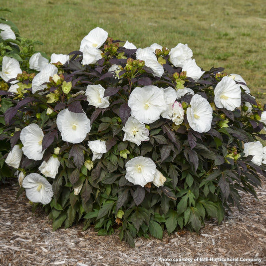 Hibiscus x Cookies and Cream 2G