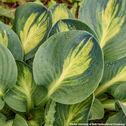 Hosta Mouseketeer 1Q