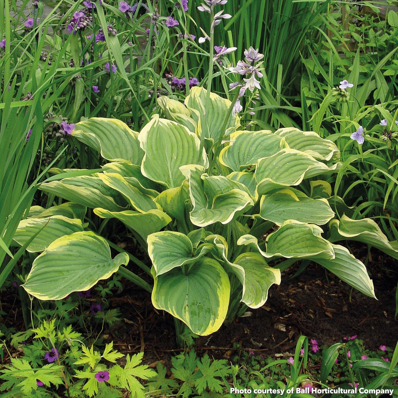 Hosta Sagae 1Q
