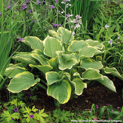 Hosta Sagae 1Q