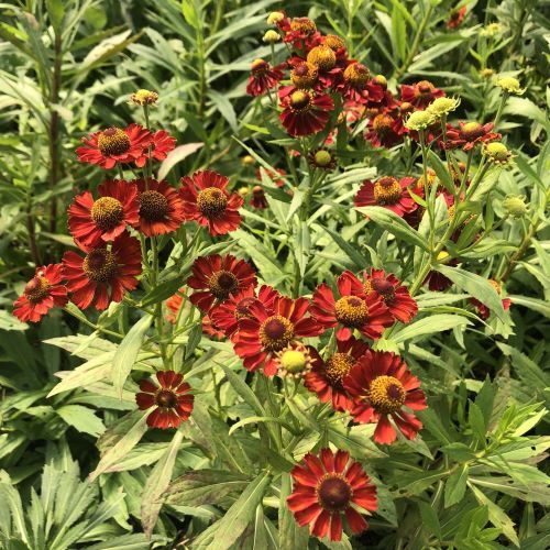 Helenium x 'Potter's Wheel' 1G (Sneezeweed)