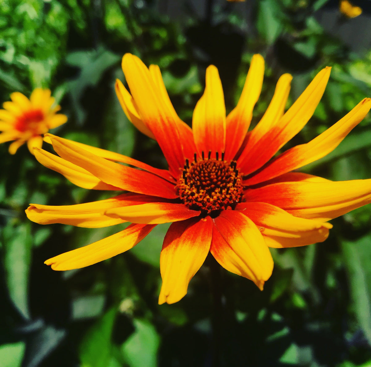 Heliopsis helianthoides var. scabra Burning Hearts 1G