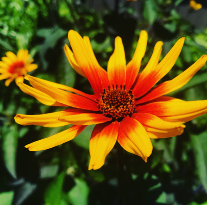 Heliopsis helianthoides var. scabra Burning Hearts 1G