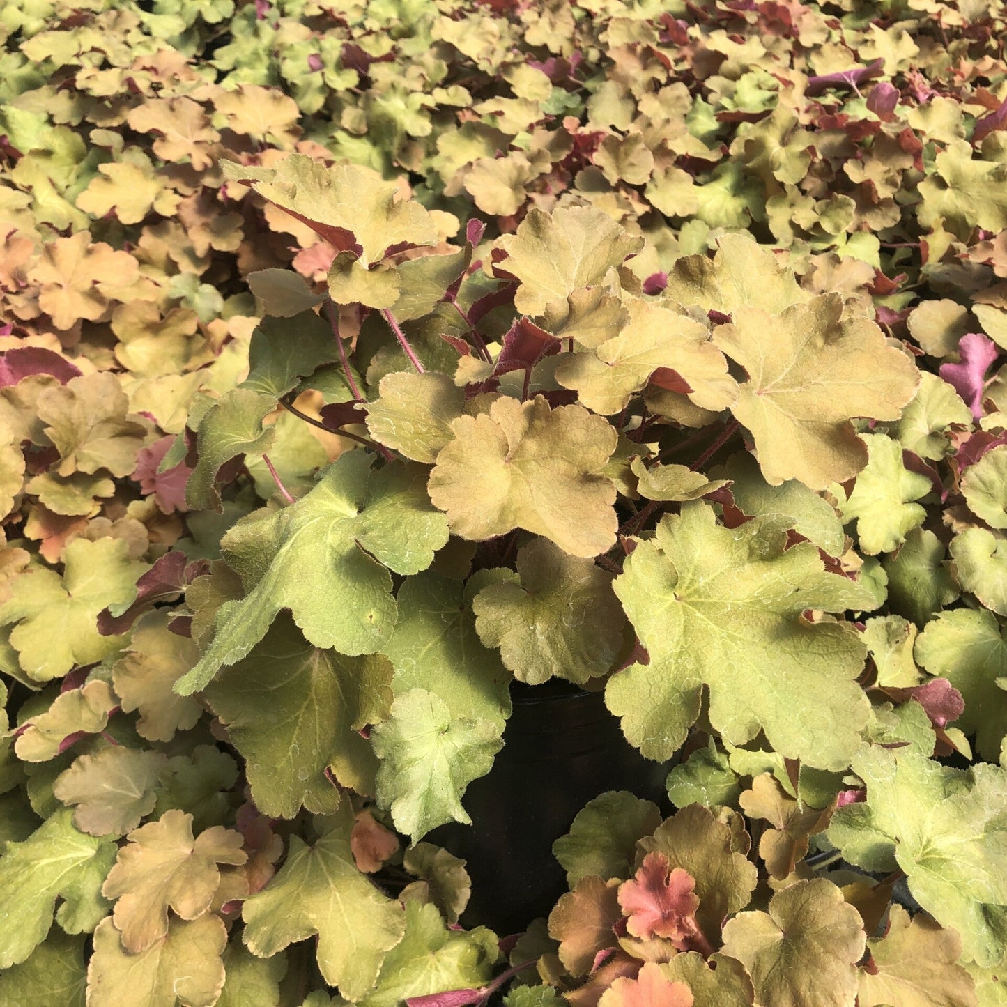 Heuchera villosa Caramel 1Q