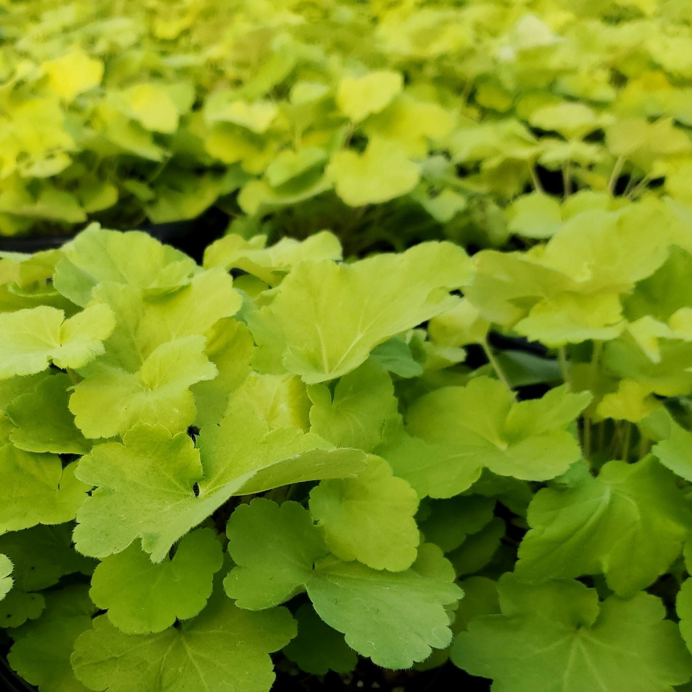 Heuchera x Citronelle 1Q