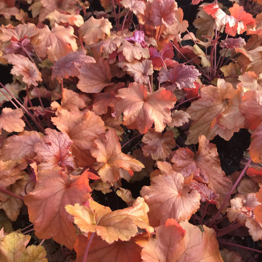 Heuchera x Paprika 1Q