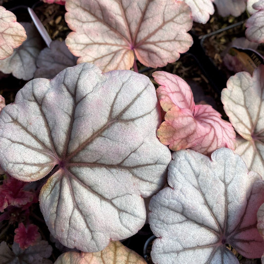 Heuchera x Sugar Plum 1Q