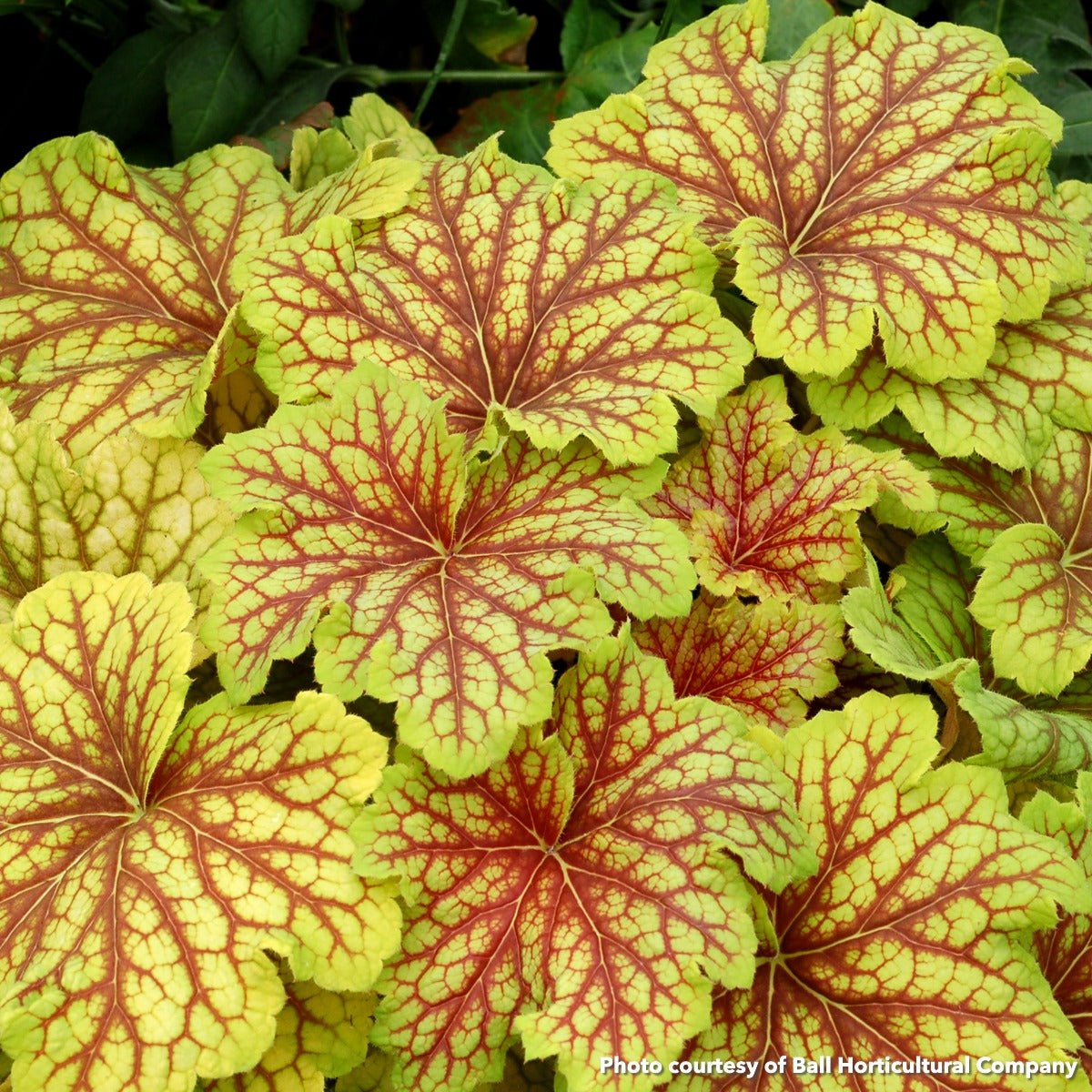 Heuchera Red Lightning 1Q
