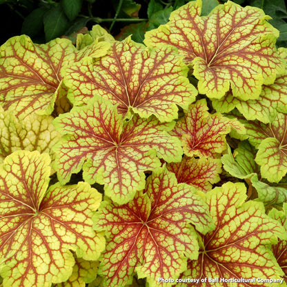 Heuchera Red Lightning 1Q