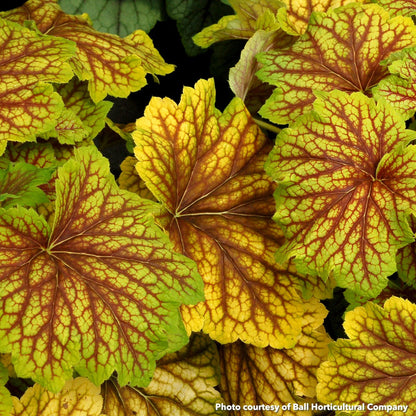 Heuchera Red Lightning 1Q