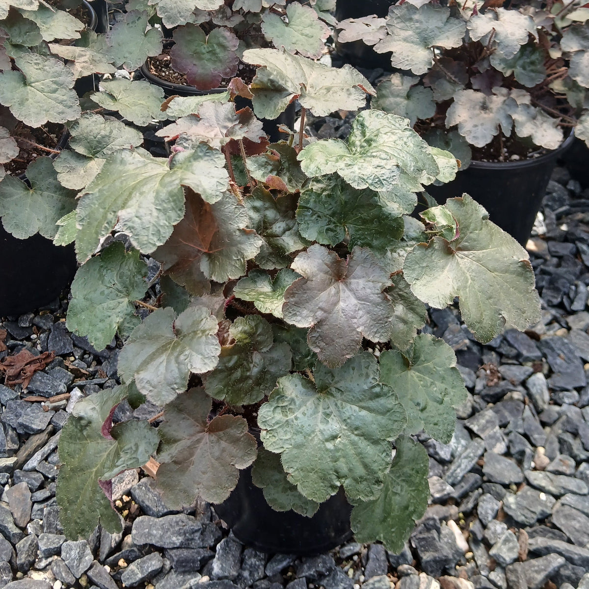 Heuchera micrantha Palace Purple 1G
