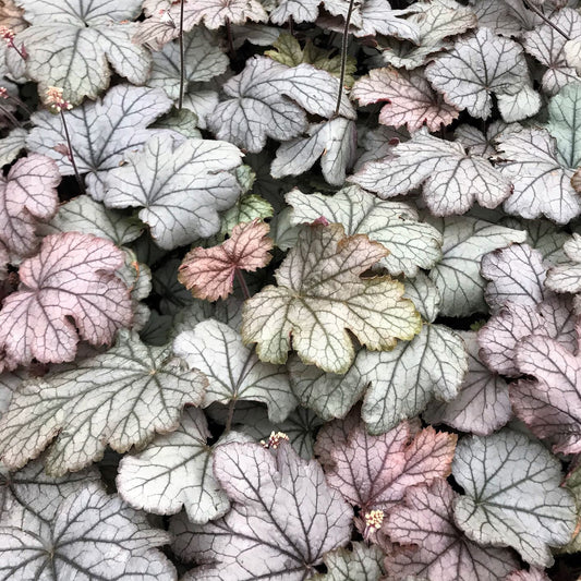 Heucherella x Cracked Ice 1Q