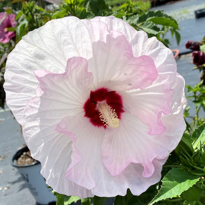 Hibiscus x Summerific Ballet Slippers 2G