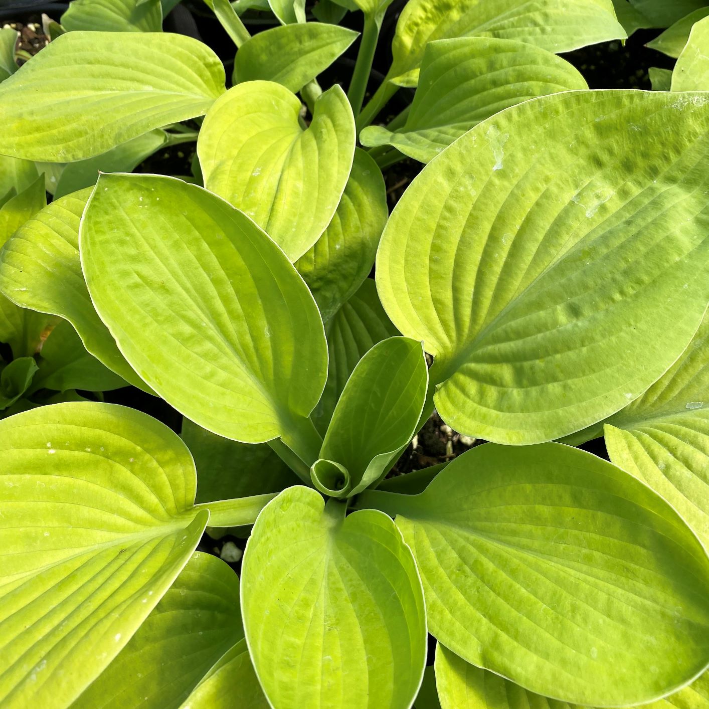 Hosta x August Moon 1G