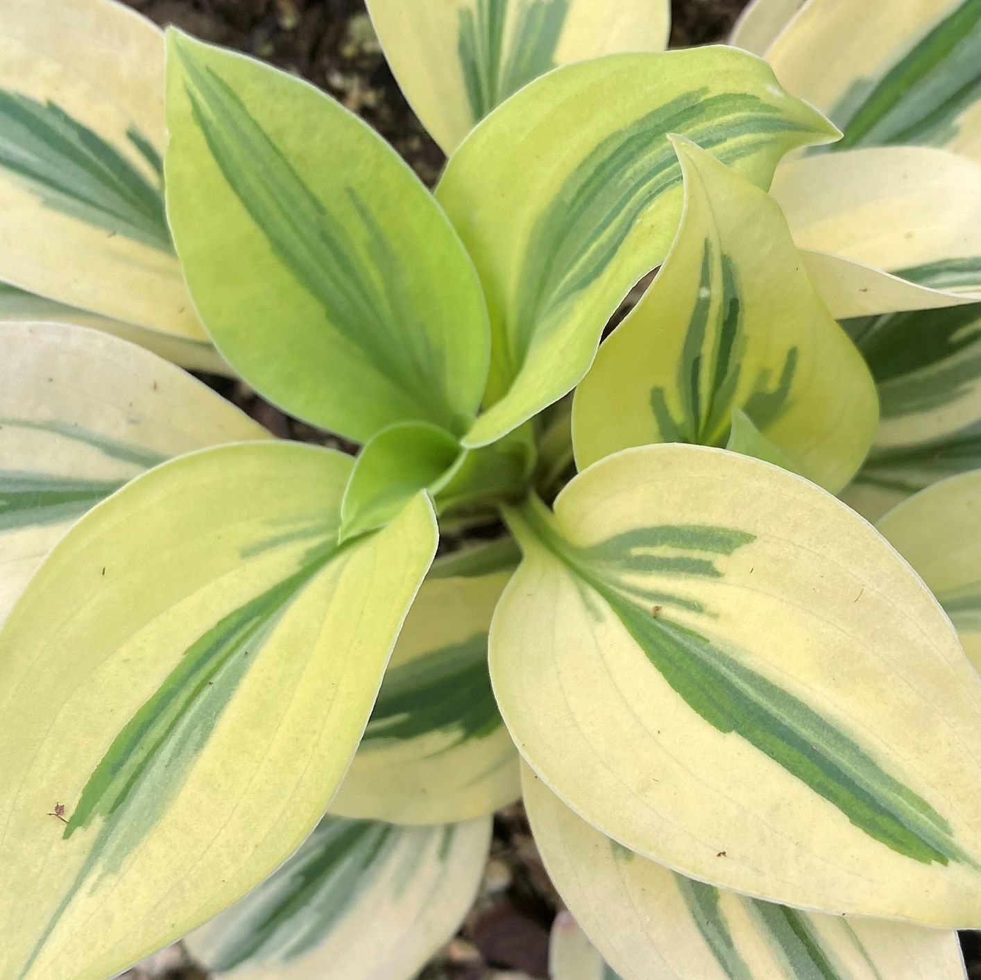 Hosta x Cameo 1Q