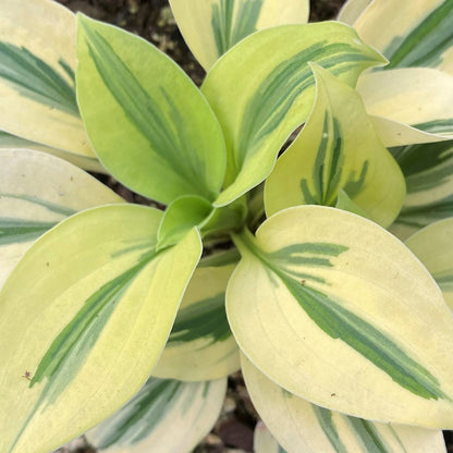 Hosta x Cameo 1Q