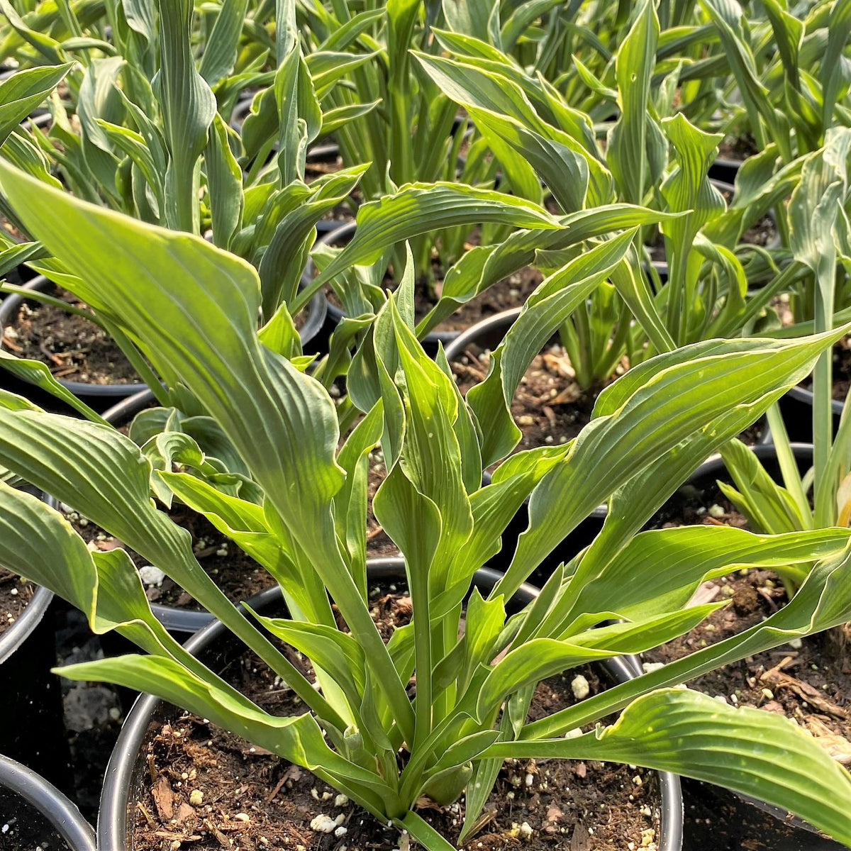Hosta x Praying Hands 1Q
