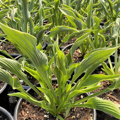 Hosta x Praying Hands 1Q