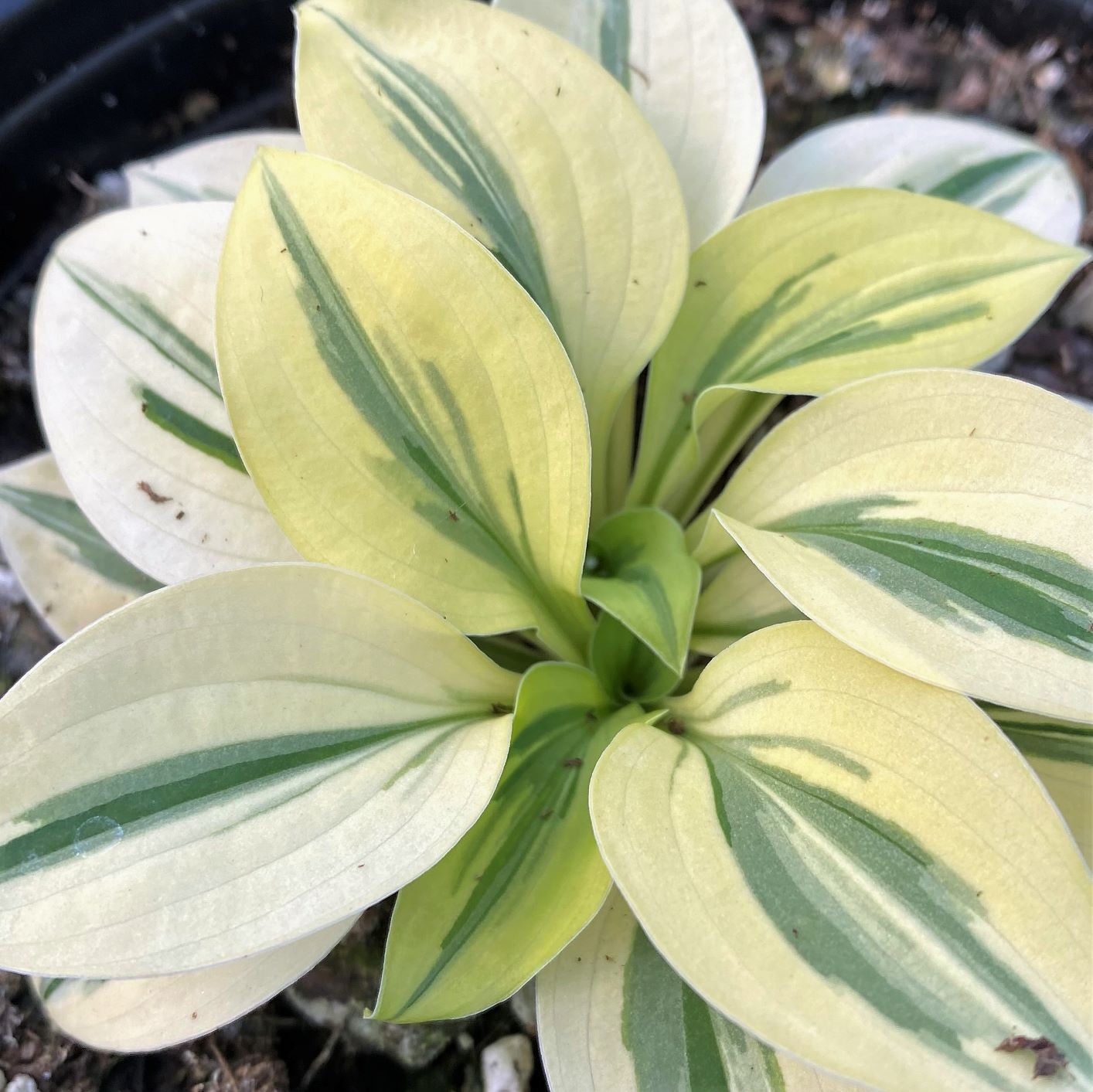 Hosta x Cameo 1Q