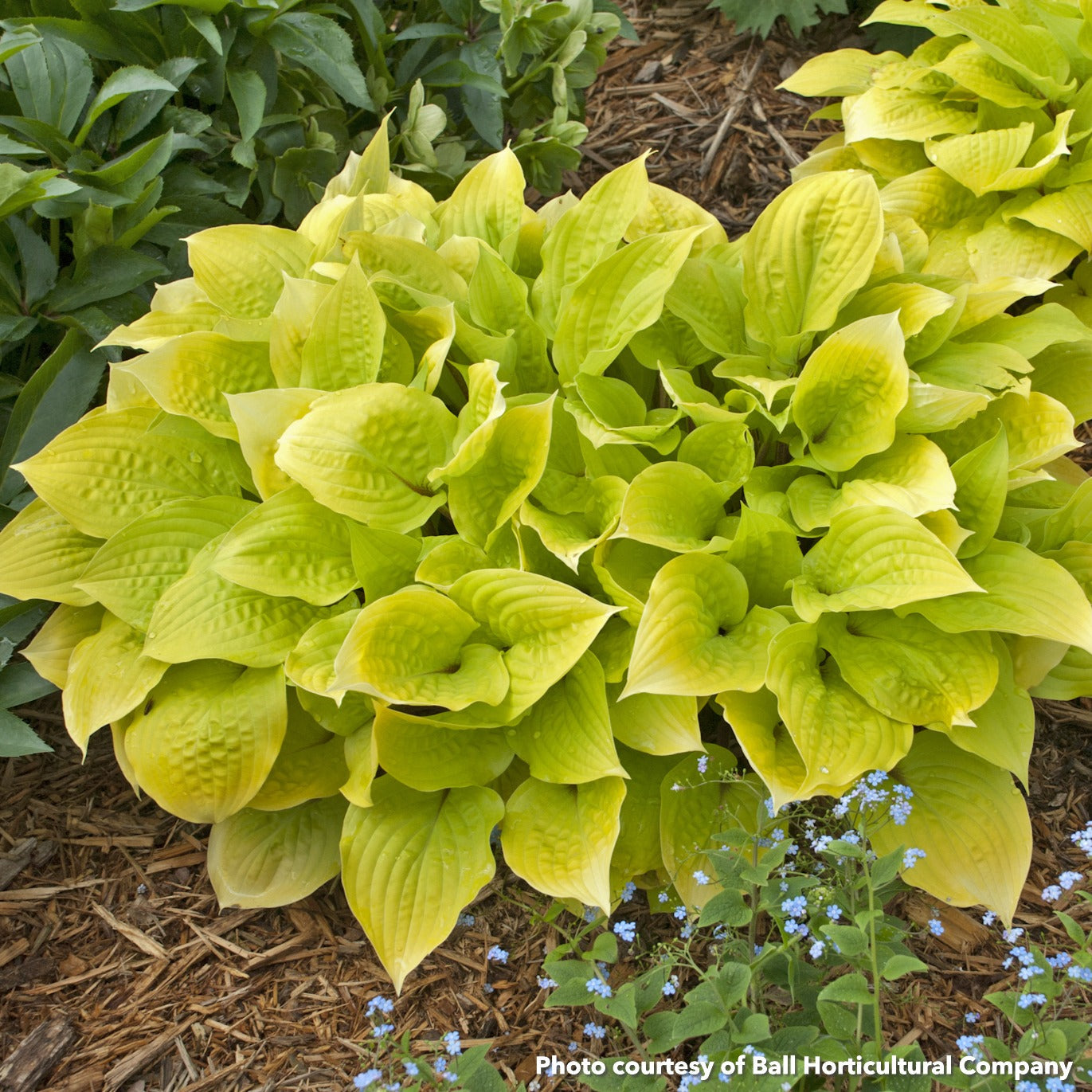 Hosta x Fire Island 1Q