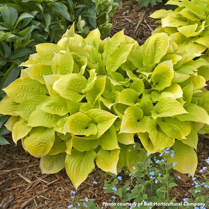 Hosta x Fire Island 1Q