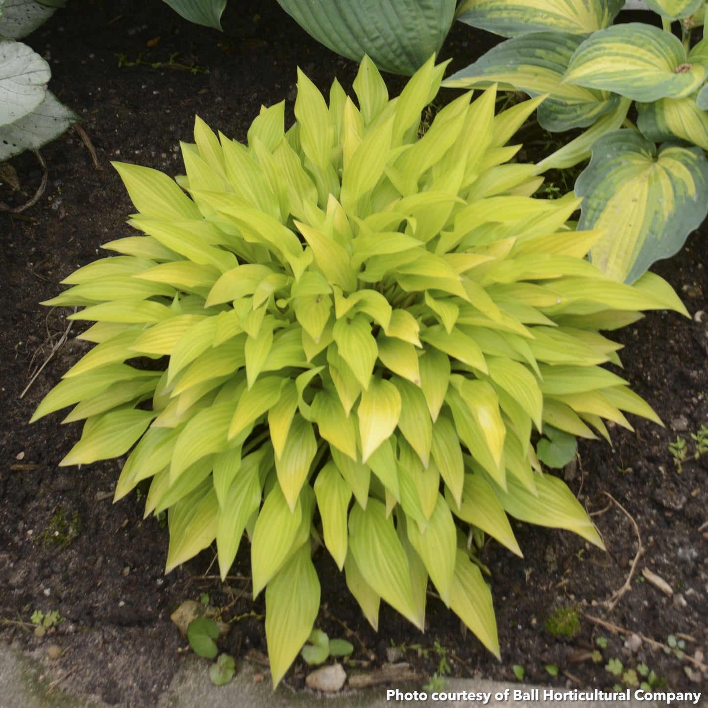 Hosta Munchkin Fire 1Q
