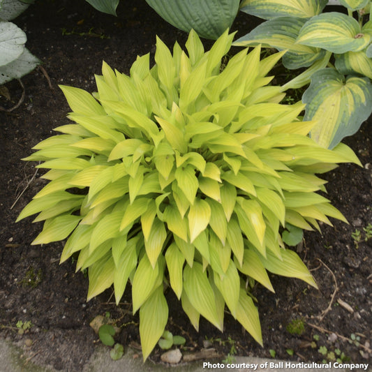 Hosta Munchkin Fire 1Q