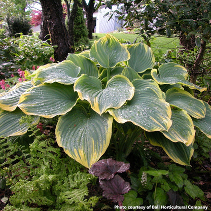 Hosta Sagae 1Q