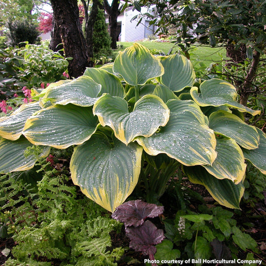 Hosta Sagae 1Q