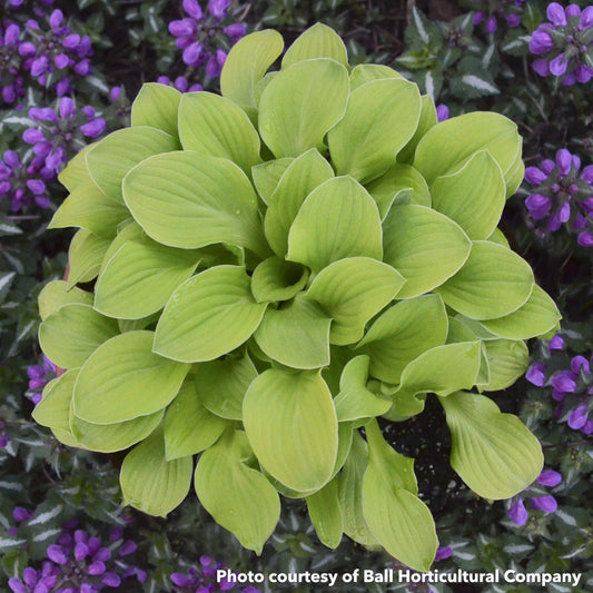 Hosta Sun Mouse 1Q