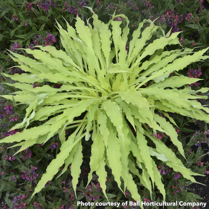 Hosta Wiggles and Squiggles 1Q