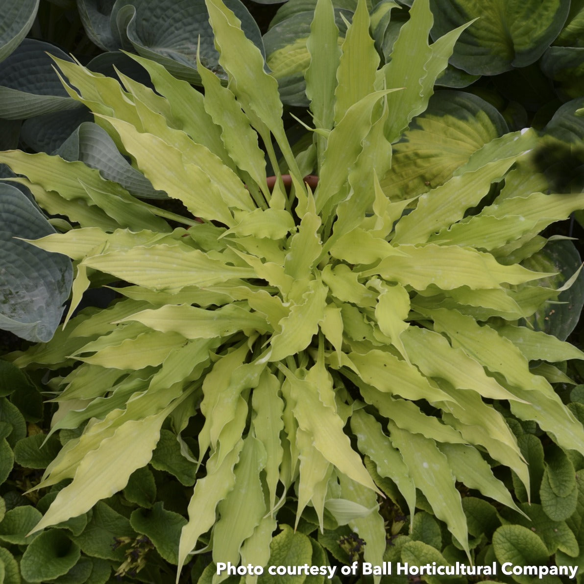 Hosta Wiggles and Squiggles 1Q