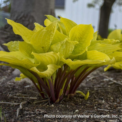 Hosta x Fire Island 1Q