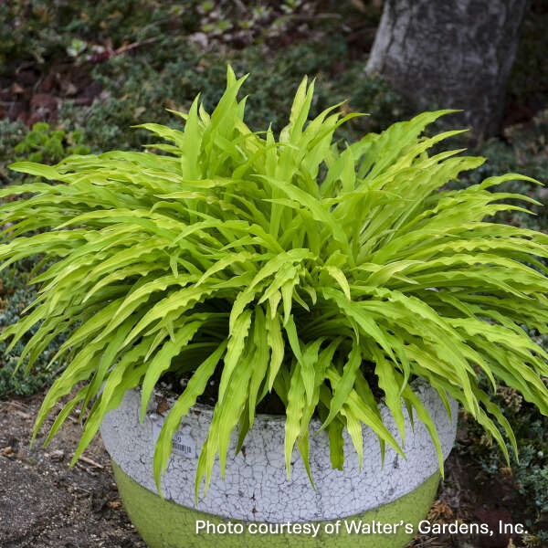 Hosta x Party Streamers 1Q