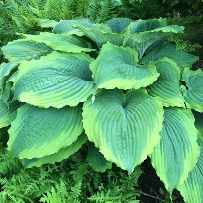 Hosta x 'Spartacus' 1Q