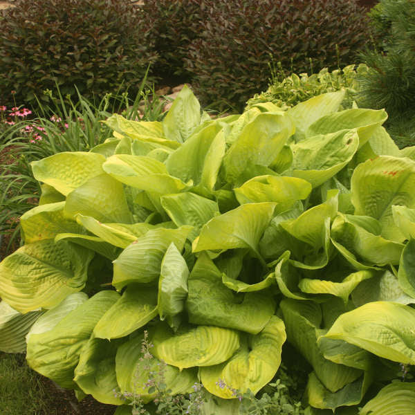 Hosta x 'Sum and Substance' 1G