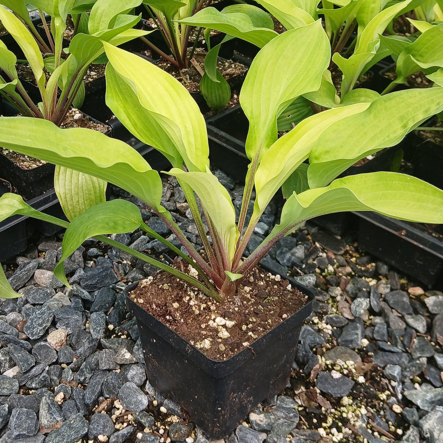 Hosta x Fire Island 1Q